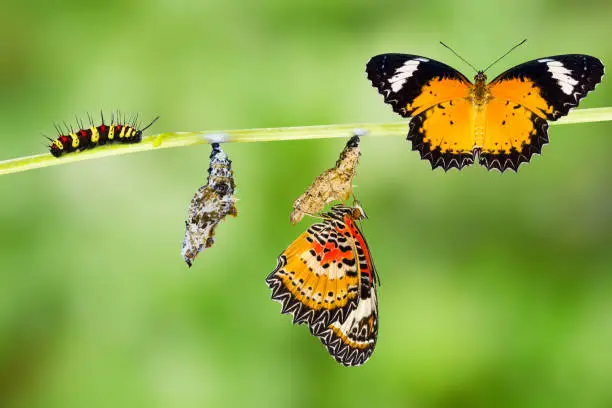 Male Leopard lacewing (Cethosia cyane euanthes)  butterfly , caterpillar, pupa and emerging