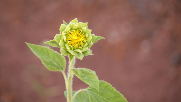 bocciolo di girasole giallo - circle nature botany bud foto e immagini stock