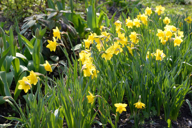 istock Yellow narcissus flowers. 649355406
