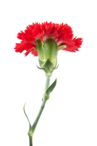 istock on top red carnations flower isolated on white background 649356134