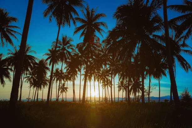 istock Silhouette coconut palm trees on beach at sunset. Vintage tone. 649356334