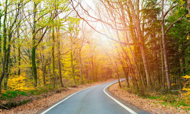 istock The road in green forest 649356488