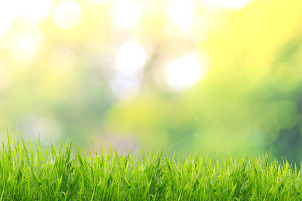 istock Spring or summer and grass field with sunlight blurred background 649359206