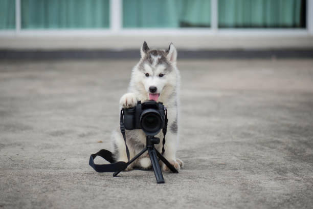 istock siberian husky puppy taking a photo 649360280