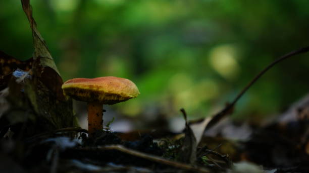 istock Orange Mushroom in the Forest 649362574