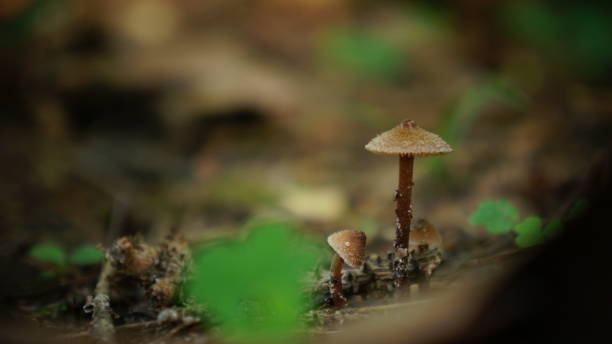 istock Mushrooms Growing in the Forest 649363188