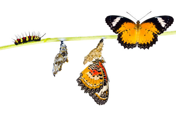 istock Isolated Male Leopard lacewing butterfly life cycle 649369838