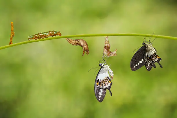 Photo of Transformation life cycle of banded swallowtail butterfly (Papilio demolion)