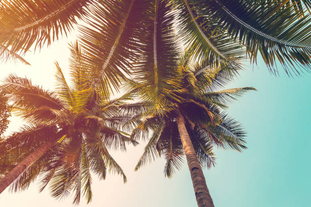 istock coconut palm tree and sky on beach with vintage toned. 649373562