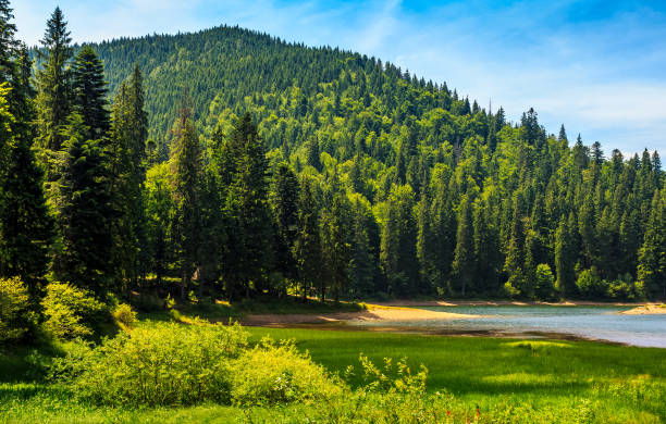 istock mountain lake among the forest 649376900