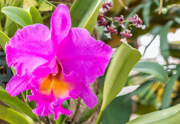 istock Purple Cattleya orchid, blooming in farm. 649376928