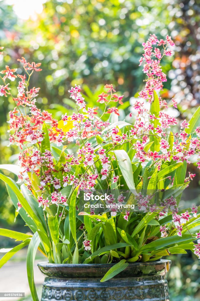 Foto de Orquídea Branca Marrom Oncidium e mais fotos de stock de Oncidium -  Oncidium, Orquídea, Arranjo de Flores - iStock