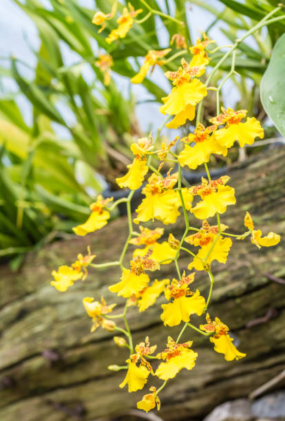 Yellow orchid, Oncidium. Yellow orchid, Oncidium, Dancing Lady, blooming in the garden, on vintage style, on natural blurred background, in Thailand. oncidium orchids stock pictures, royalty-free photos & images