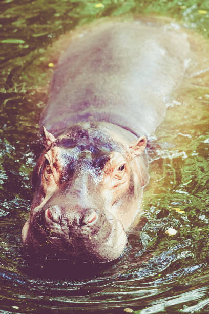 istock Hippo in water.  Yawning common hippopotamus 649376996