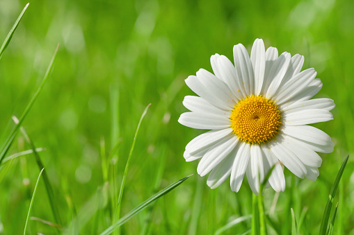 Chamomile flower on grass field on sunny summer day. View with copy space