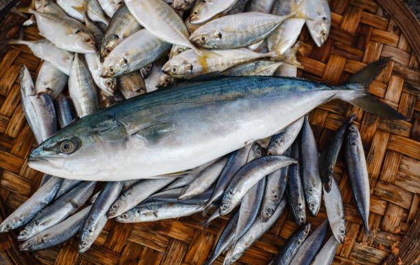 istock Fresh tuna fish in market. Seafood background. 649390552