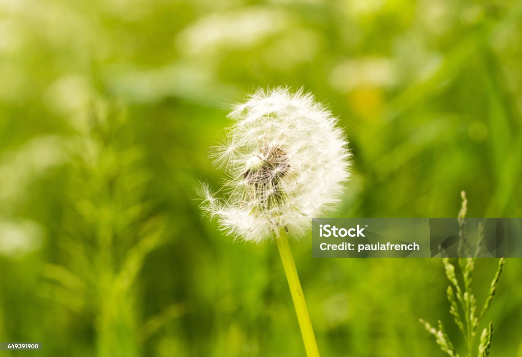 Eine Biene sammeln Pollen von a Stängel Lavendel - Lizenzfrei Heuschnupfen Stock-Foto