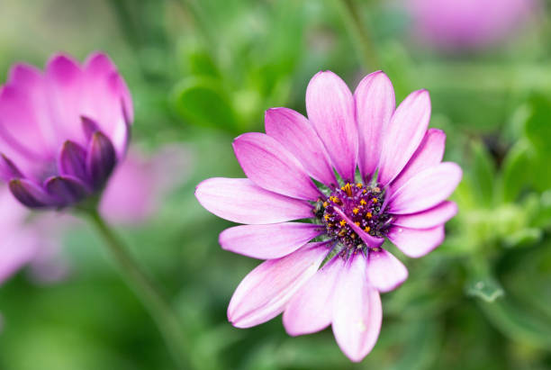 istock Brightly coloured Purple Osteospernum flower head 649391944