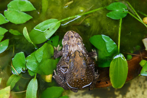 toad mating sex in the lotus pond by top view