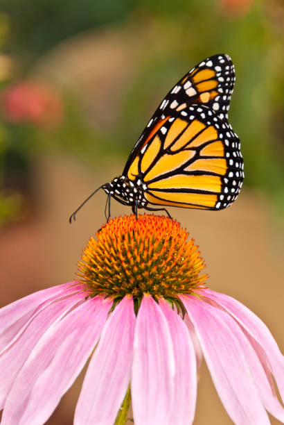 istock Monarch Butterfly on a Purple Coneflower 649394522