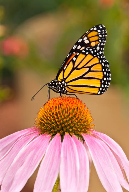 Monarch Butterfly on a Purple Coneflower The Monarch Butterfly (Danaus plexippus) may be the most familiar North American butterfly. They range from southern Canada to South America. Adults make massive migrations from August to October, flying thousands of miles south to hibernate along the California coast and Central Mexico. Their favorite nectar sources include the Asters, Coneflowers and Milkweeds. This butterfly was photographed while perched on a Purple Coneflower in the Flagstaff, Arizona, USA arboretum. jeff goulden flagstaff stock pictures, royalty-free photos & images