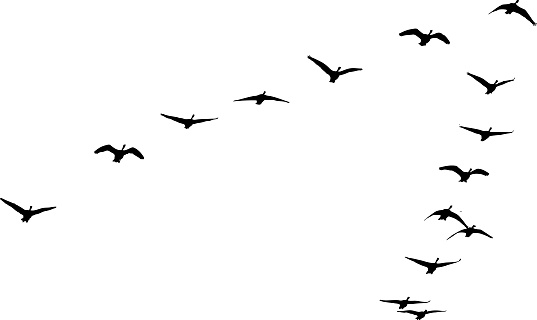 Silhouette illustration of Flock of Canada Geese flying in formation