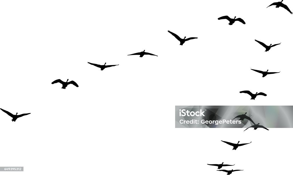 Flock of Canada Geese flying in formation Silhouette illustration of Flock of Canada Geese flying in formation Birds Flying in V-Formation stock vector