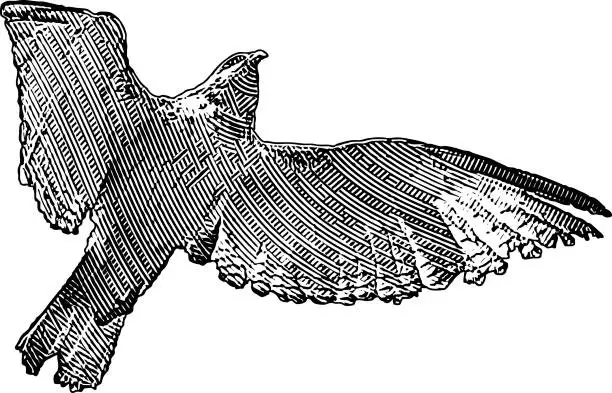 Vector illustration of Kestral flying