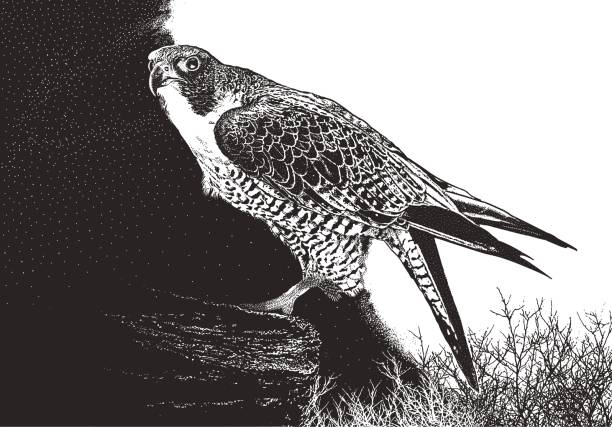 절벽에 perching 페 레 팔 콘 - peregrine falcon stock illustrations