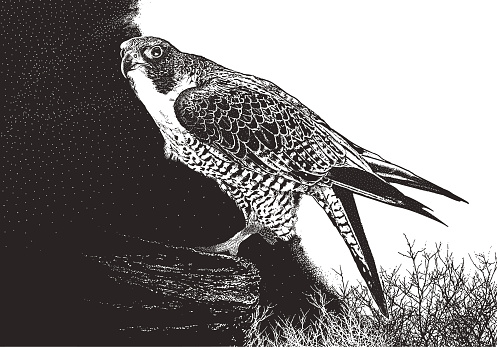Pen and ink style illustration of a Peregrine Falcon perching on a rock cliff.