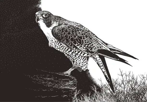 Vector illustration of Peregrine Falcon perching on a cliff