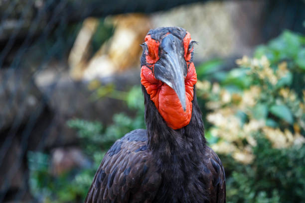 Southern ground horn-bill in the zoo