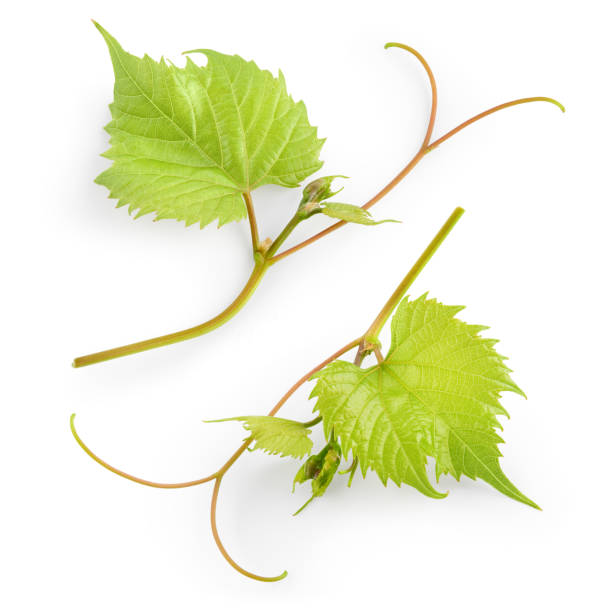 istock Grape leaves on branch isolated on white background. 649401860