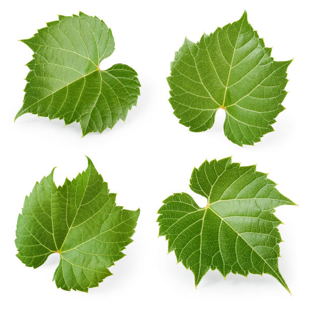 istock Grape leaves isolated on white. Collection. Full depth of field. 649401874