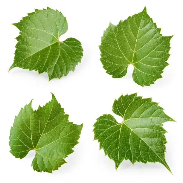 Photo of Grape leaves isolated on white. Collection. Full depth of field.