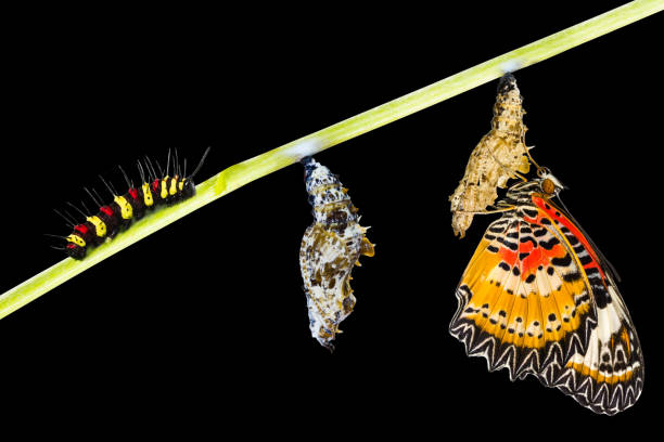Lepidoptera larvae in the wild, North China