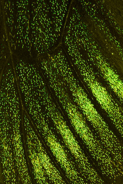 istock Close Up of Butterfly Wings 649403340