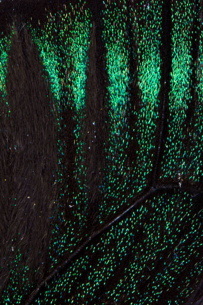 istock Close Up of Butterfly Wings 649408422
