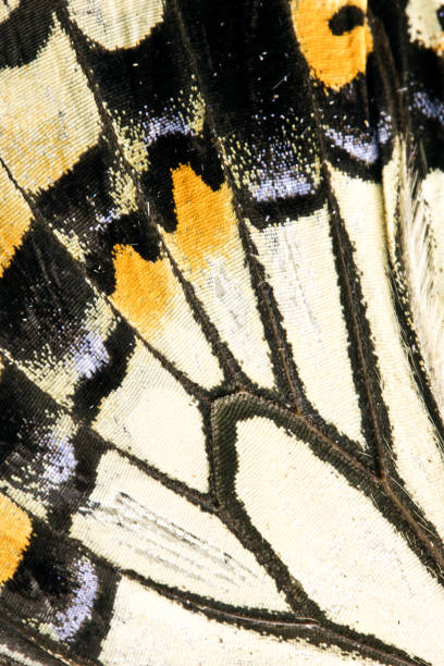 istock Close Up of Butterfly Wings 649409912