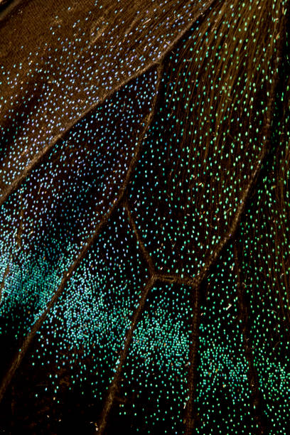 istock Close Up of Butterfly Wings 649416164
