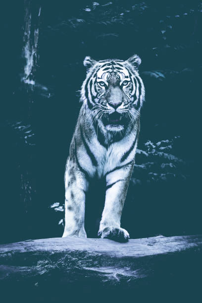 istock tiger on black background.  Black & White Beautiful tiger 649418172
