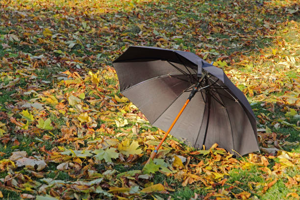 istock Black umbrella on golden autumn foliage. 649435462