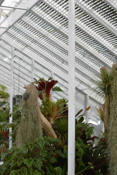 istock Interior of large glasshouse. 649440752