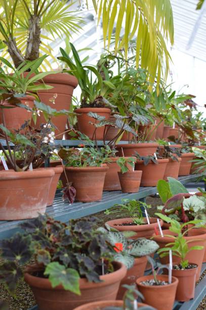 istock Interior of large glasshouse. 649440820