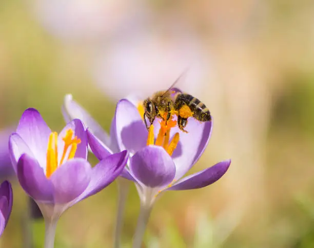 Photo of Flying honeybee pollinating a purple crocus flower