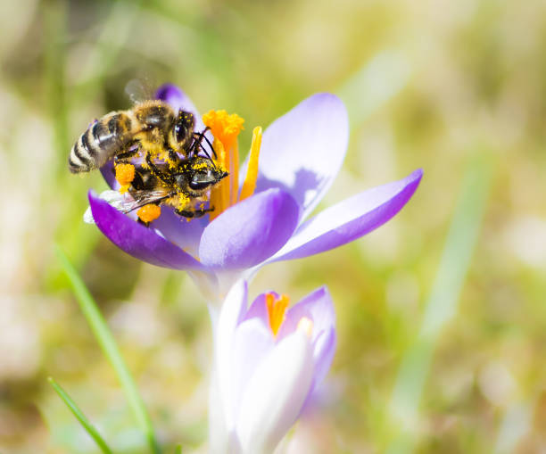 istock Flying honeybee pollinating a purple crocus flower 649448202