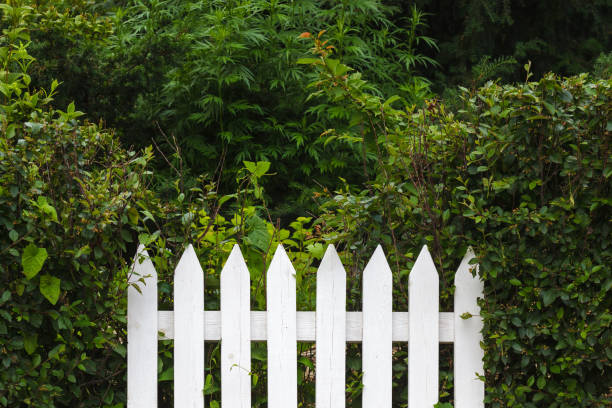 istock Pretty bush and white fence 649462766