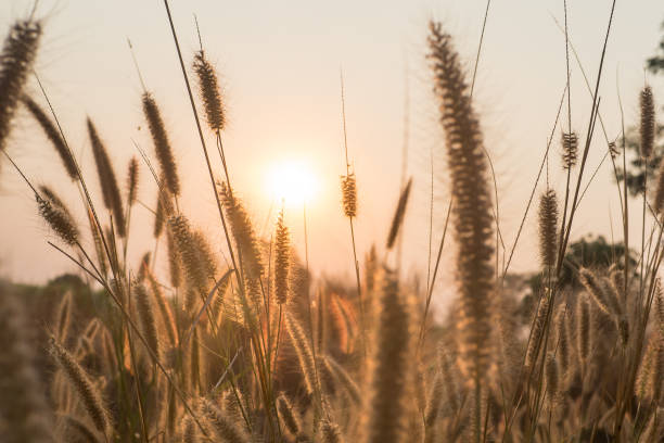 istock Landscape abstract grass flower sunset warm light 649464460