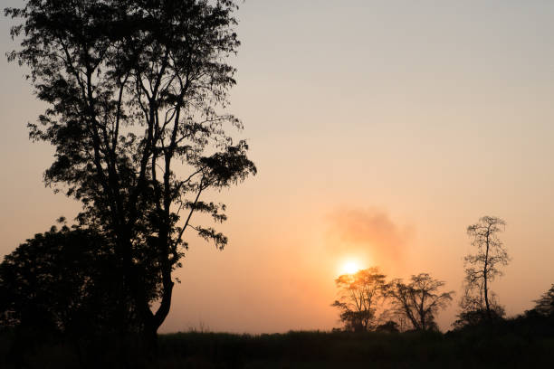 istock Bare tree black silhouette in foggy sunset sunrise landscape 649464628