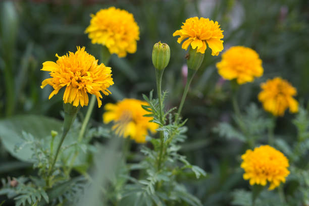 istock Marigold yellow fresh flowers selective focus 649464656